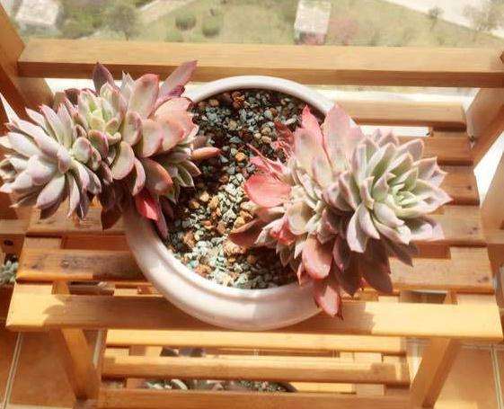 江苏冬天多肉可以露养吗