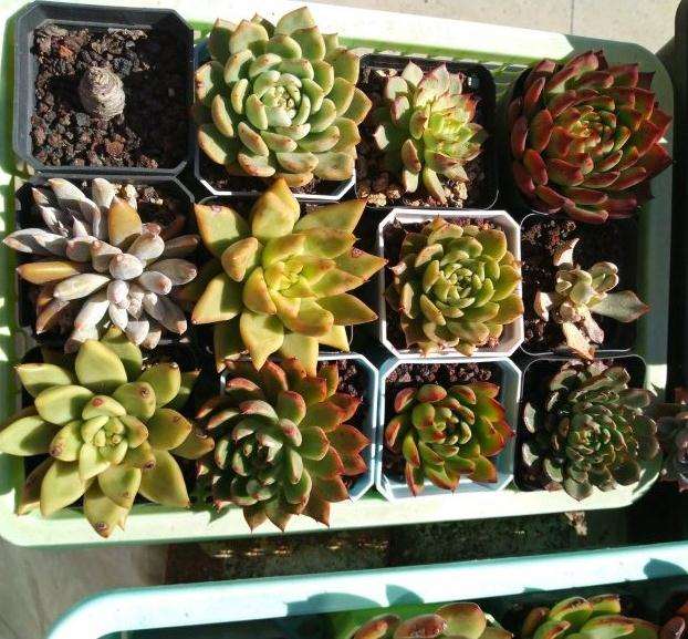 南方多肉度夏 半年死伤无数