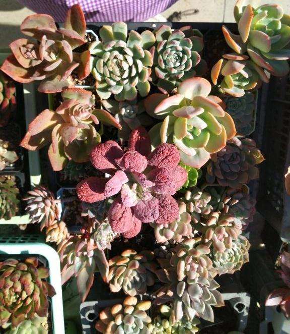 多肉过冬需要断水吗 室内有暖气