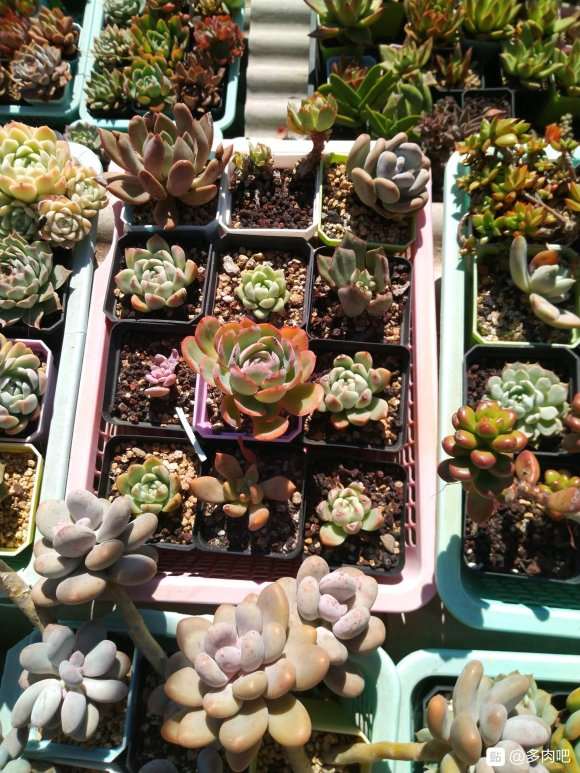 多肉过冬需要断水吗 室内有暖气