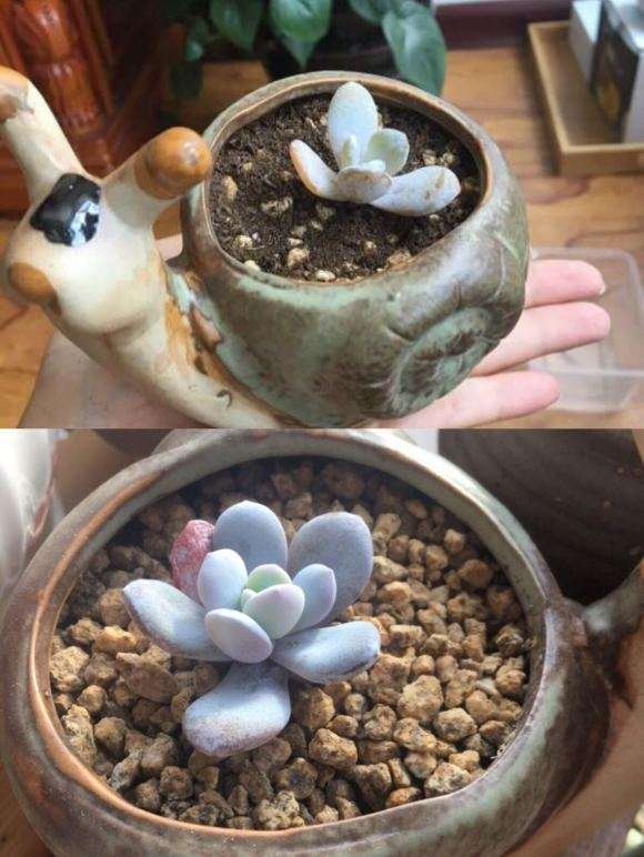 东北冬天室内多肉也会出状态