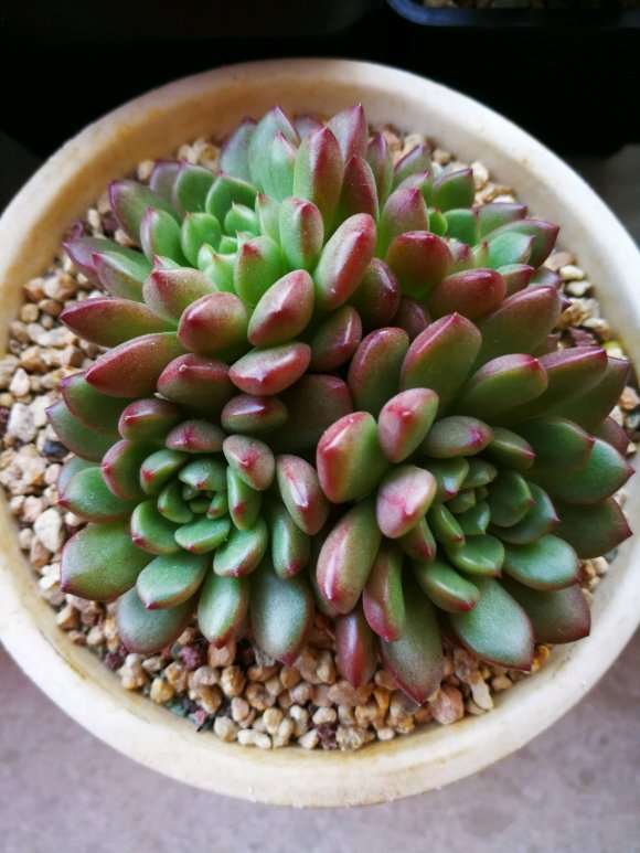 怎么看待在直播中抢多肉