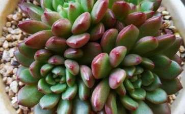 怎么看待在直播中抢多肉 图片