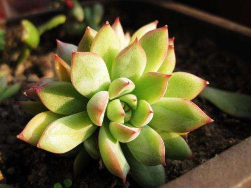 求推荐杭州耐冻的多肉植物