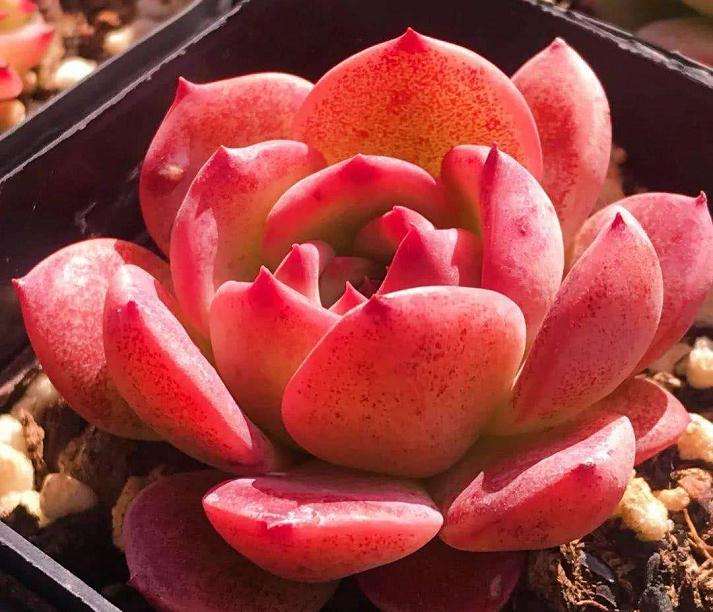 屋里怎么加加补光灯 不通风啊