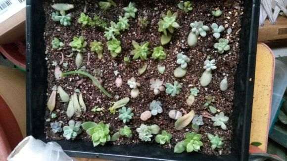 冬季多肉怎么叶插 买了好几个叶插包