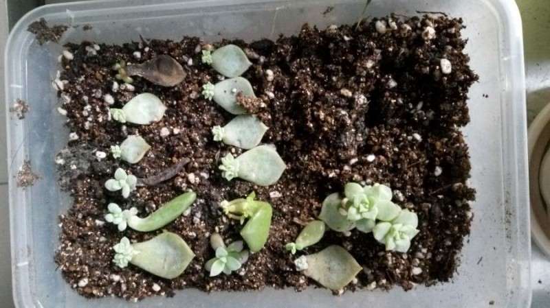 冬季多肉怎么叶插 买了好几个叶插包