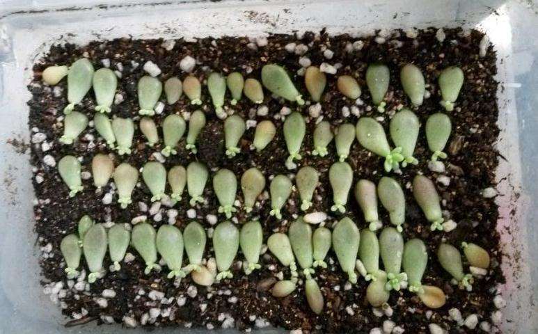 冬季多肉怎么叶插 买了好几个叶插包