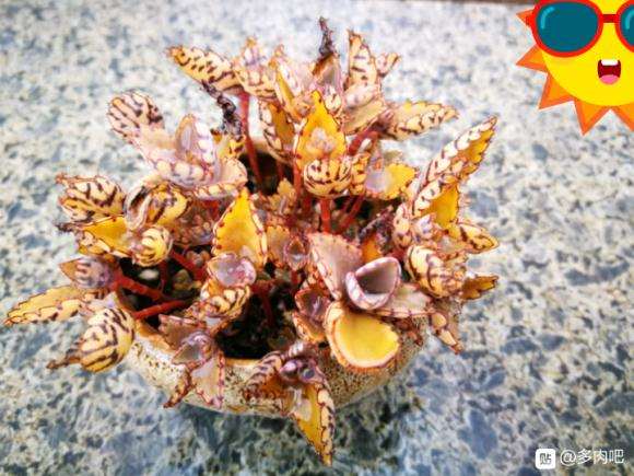 晒了一冬天的不死鸟多肉 最后黄了