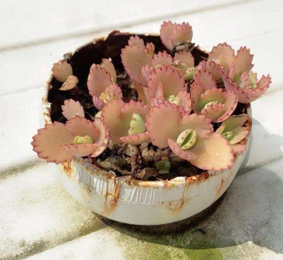 晒了一冬天的不死鸟多肉 最后黄了