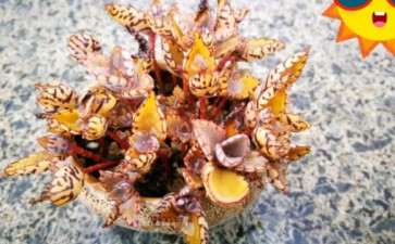 晒了一冬天的不死鸟多肉 最后黄了