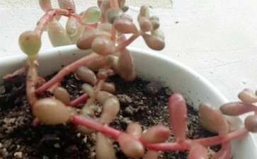 冬天多肉的枝干软了 怎么回事 图片