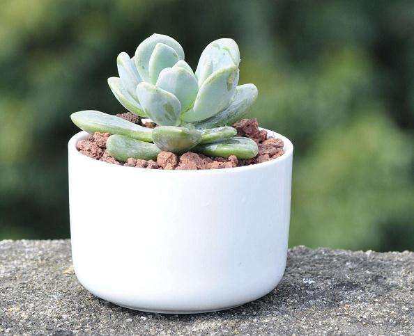 为什么冬美人多肉非常耐寒 图片