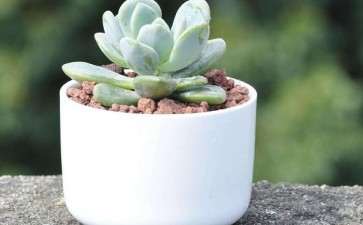 为什么冬美人多肉非常耐寒 图片