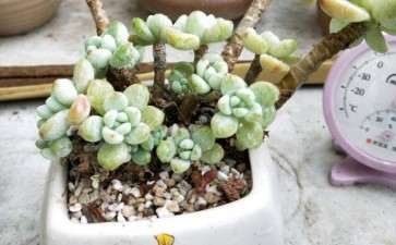 劳尔多肉冬天怎么浇水的方法 图片