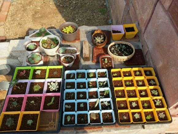 冬天多肉拿屋里晒不到太阳怎么办