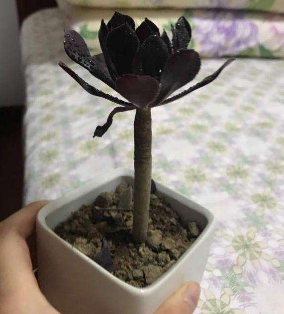 黑法师多肉种下去1周了 能晒太阳吗