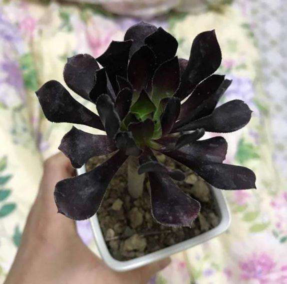 黑法师多肉种下去1周了 能晒太阳吗