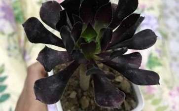 黑法师多肉种下去1周了 能晒太阳吗