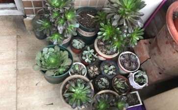 多肉有点缺光了吧 我的绿但没摊 图片