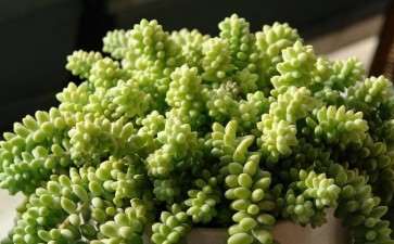 北方有什么多肉很耐寒 图片