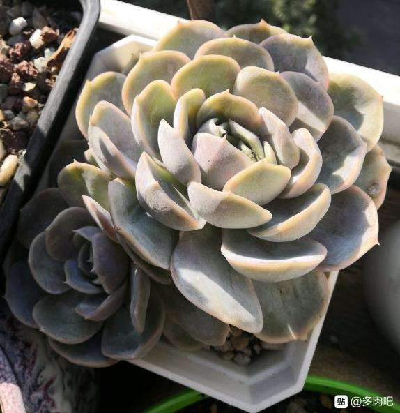 河北冬天屋里多肉放不开