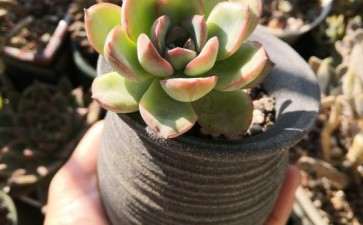 河北冬天屋里多肉放不开 怎么办