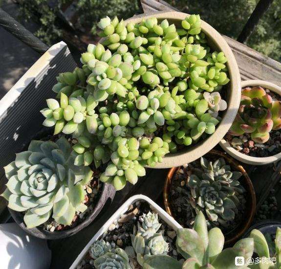 为什么感觉冬天多肉会比夏天死的更多