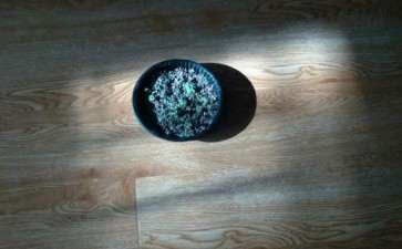 整个冬天 多肉晒不到太阳有没有