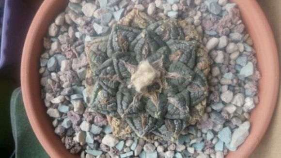 我养的是仙人球多肉 冬天可以断水吗