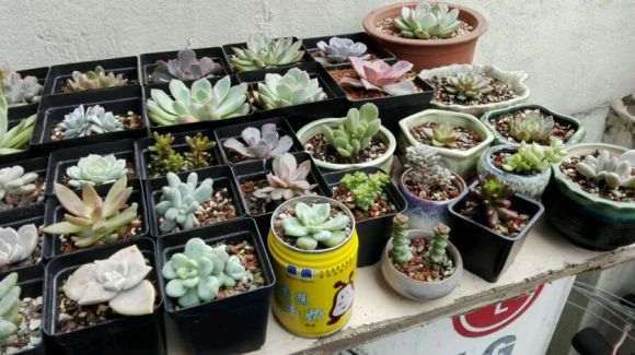 多肉在冬天晒不到太阳