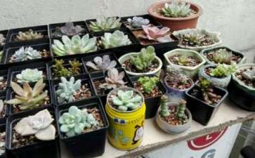 多肉在冬天晒不到太阳 怎么办 图片