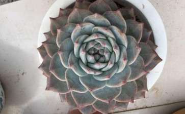 这是什么多肉品种 叶片很厚 图片