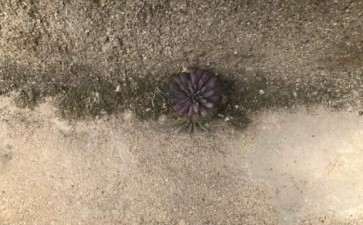 干旱的水泥房顶一颗野生多肉 活了3个年