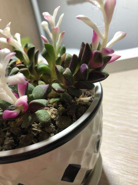 吹雪之松锦多肉在冬天怎么养