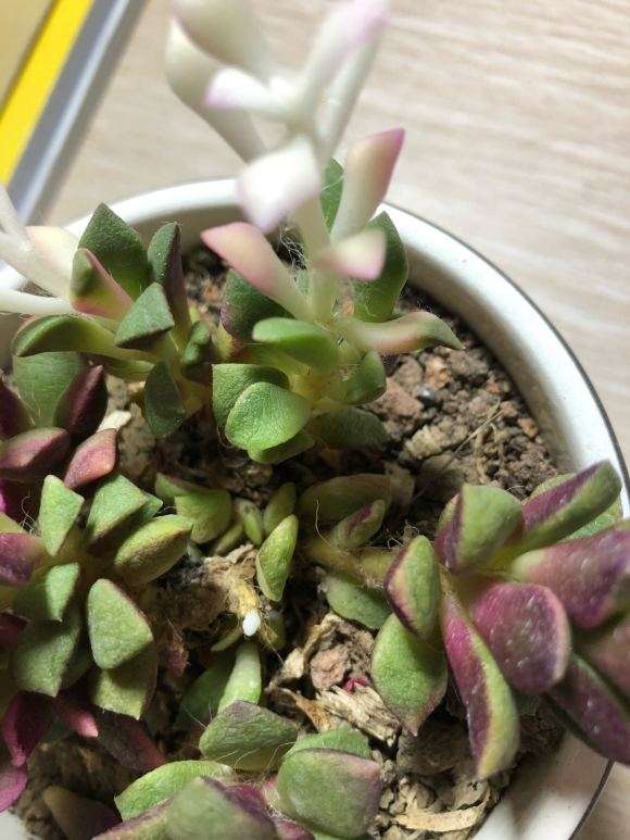 吹雪之松锦多肉在冬天怎么养