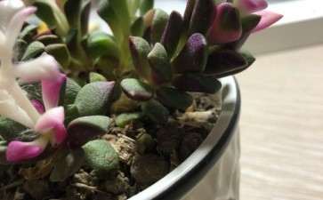 吹雪之松锦多肉在冬天怎么养 图片