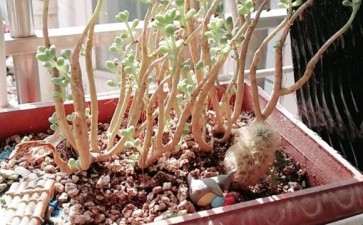 养了2年的丸叶姬多肉 徒长成小树林 图片