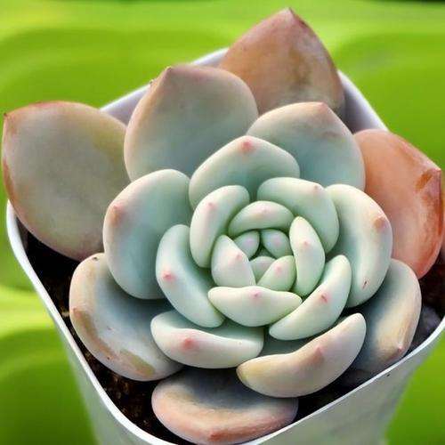 北方冬季多肉是要阳光通风 还是温度