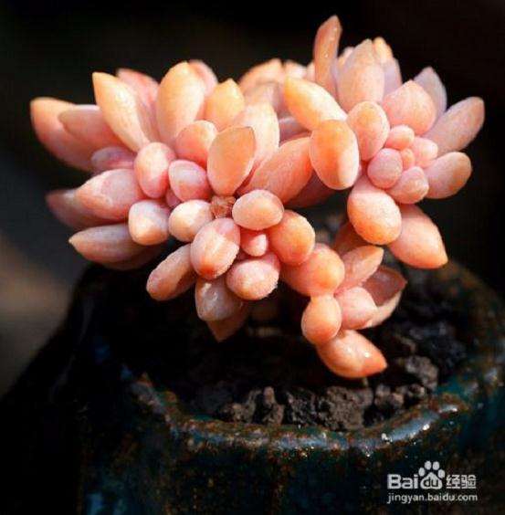 北方冬季多肉是要阳光通风 还是温度