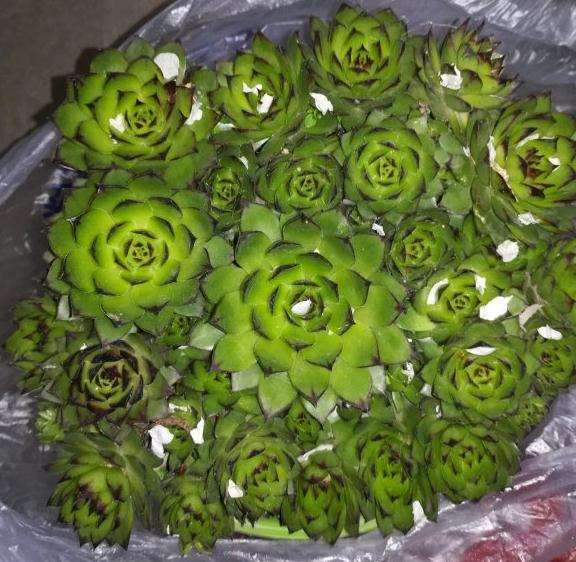 冬季多肉放养后怎么裁剪啊 图片