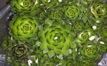 你们种多肉的时候没有介壳虫吗