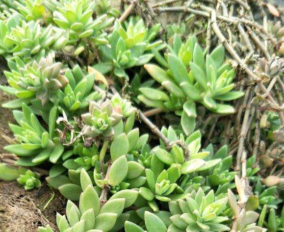 这是多肉植物吗 农村遍地都是