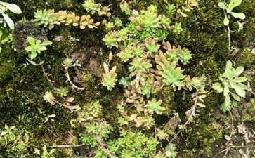 这是多肉植物吗 农村遍地都是 图片