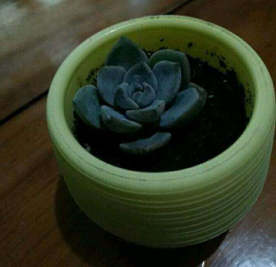 四川冬季少阳光 室内如何养多肉