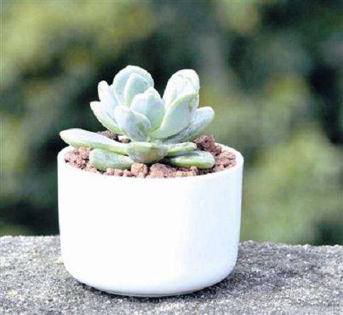 北方冬天的暖气房 多肉都是怎么通风的