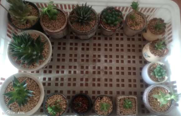2020年2月 冬季多肉的记录帖