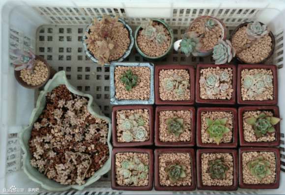 2020年2月 冬季多肉的记录帖