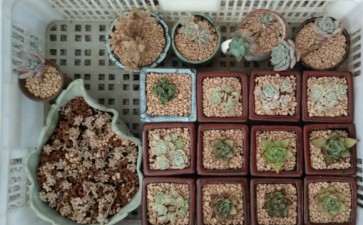 2020年2月 冬季多肉的记录帖