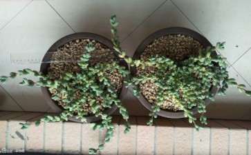 我养多肉的环境 可以吗 图片